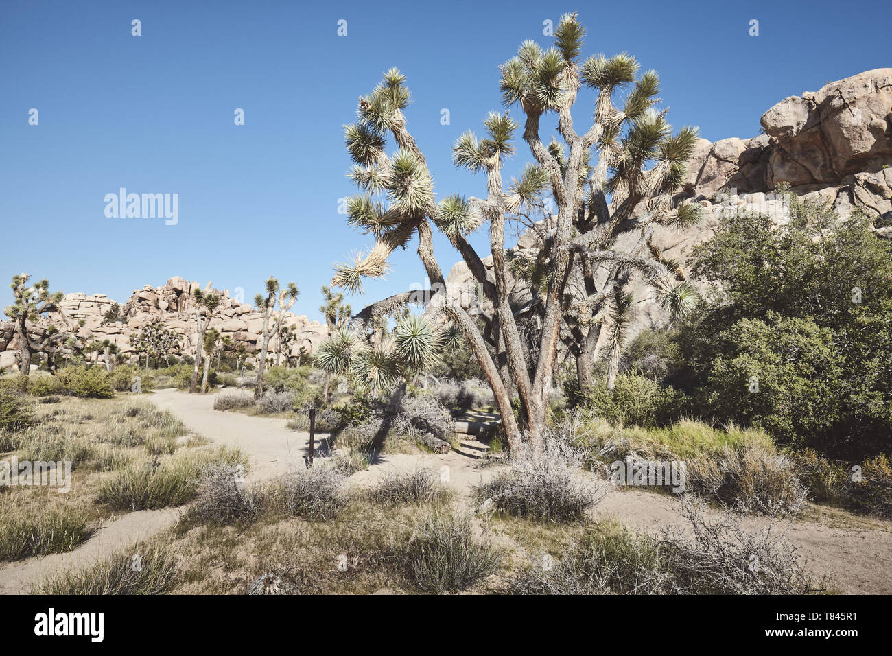 Farbe getonte Bild der Joshua Tree National Park, Kalifornien, USA. Stockfoto