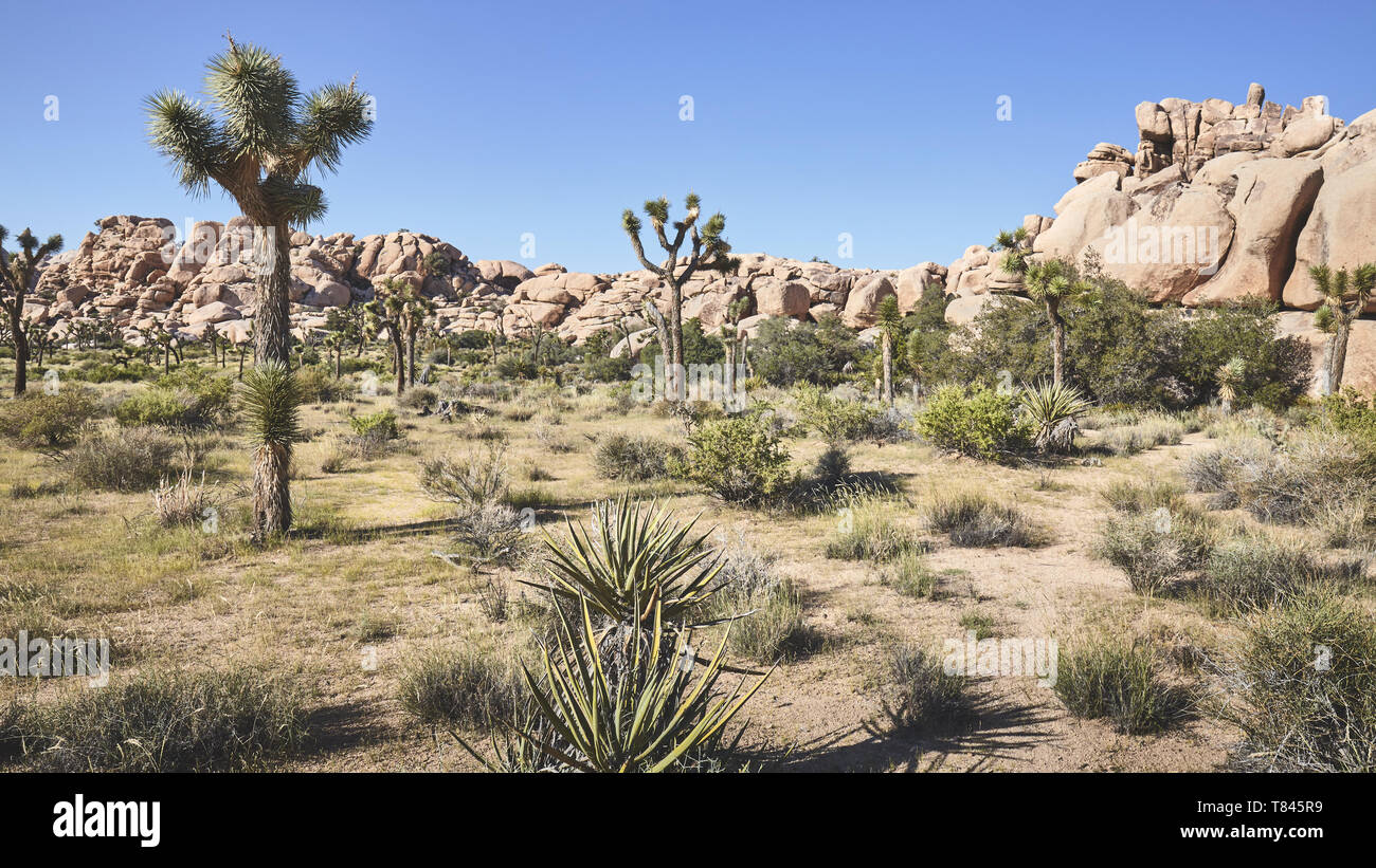 Farbe getonte Panoramabild der Joshua Tree National Park, Kalifornien, USA. Stockfoto
