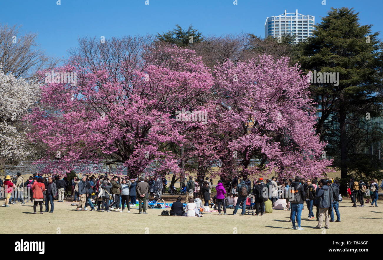 CHERRY BLOSSOM, Tokio Stockfoto