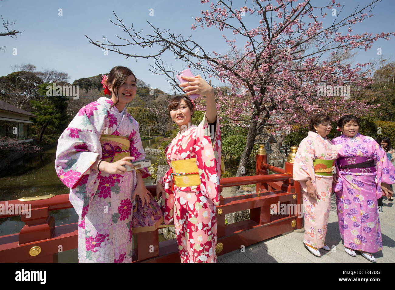 Kirschblüte in Kamakura, Japan Stockfoto