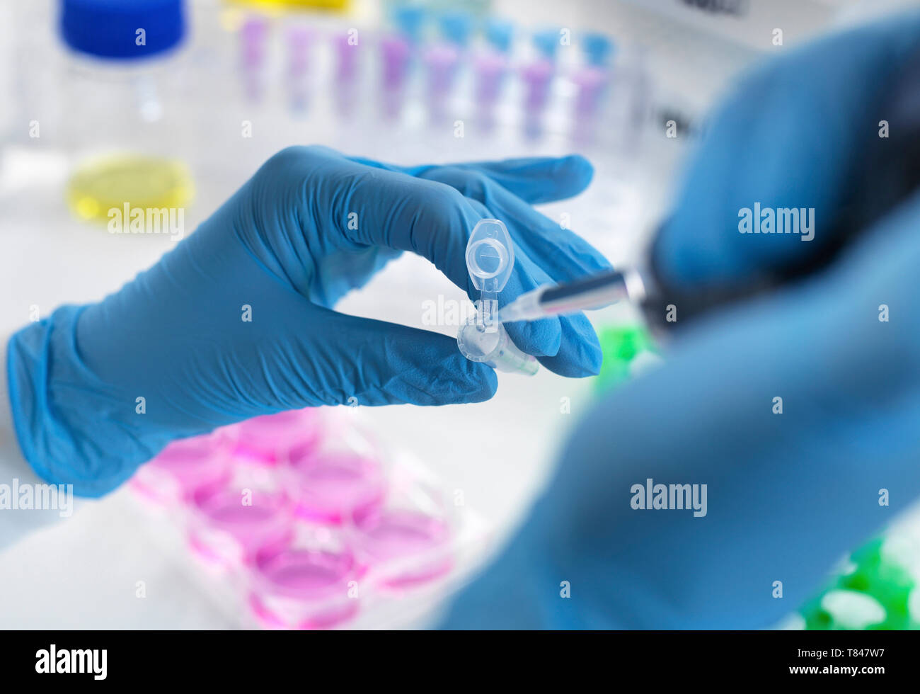 Die biotechnologische Forschung, Wissenschaftler pipettieren Probe in Durchstechflasche für Analyse im Labor, in der Nähe der Hände Stockfoto