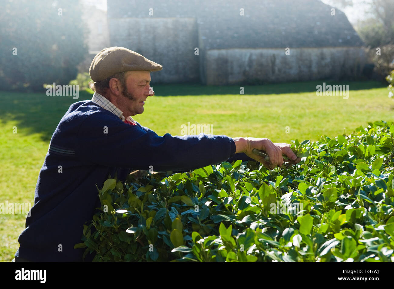 Gärtner Beschneidung hedge Stockfoto