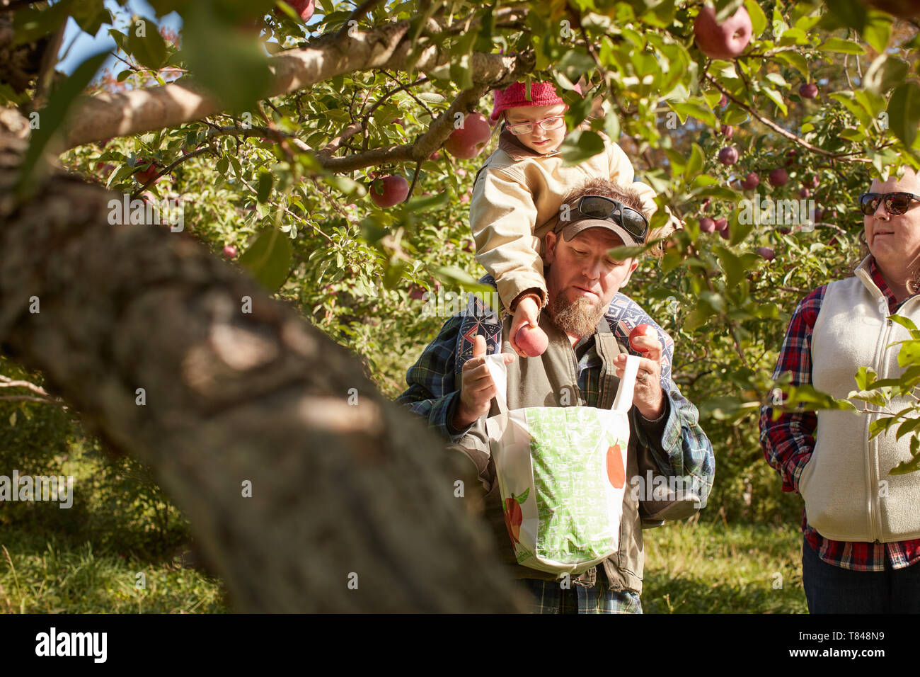 Vater und Tochter pflücken Äpfel vom Baum Stockfoto