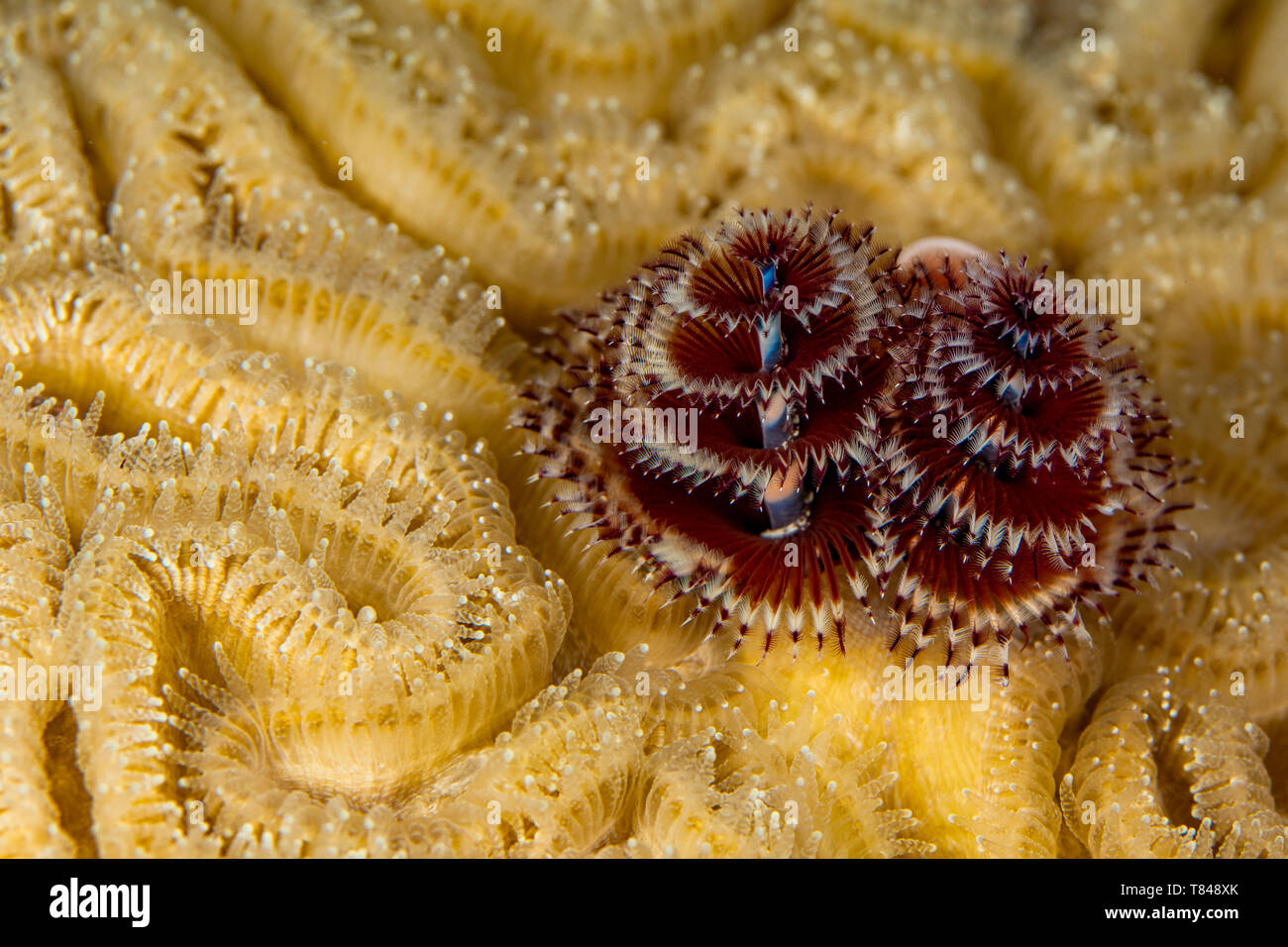 Unterwasser Blick auf Paar Weihnachtsbaum Worms (spirobranchus giganteous), Nahaufnahme, Eleuthera, Bahamas Stockfoto