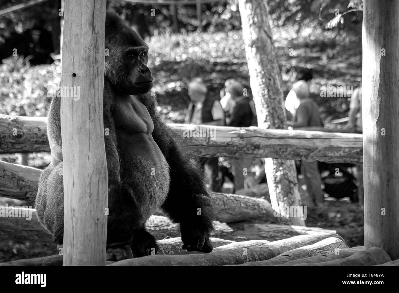 Das Porträt einer großen starken Silverback Gorilla in einem Holzhaus draußen sitzen in einem Zoo. Stockfoto