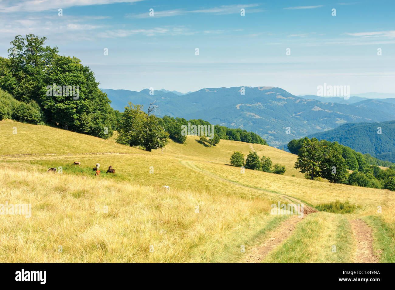 Land straße durch Gras Wiese in den Bergen. Natur Landschaft mit Buchenwäldern in der Ferne. sonnigen Spätsommer Landschaft mit Wolken an einem blauen Sk Stockfoto