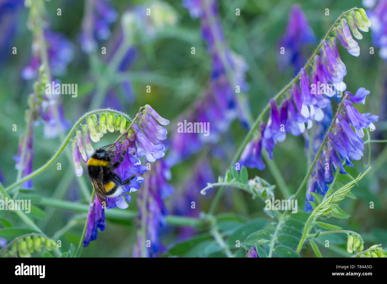Garten bumblebee - Bombus hortorum - Gartenhummel. In der Nähe von Garten, Hummel auf Lila Blume sammeln Nektar Stockfoto