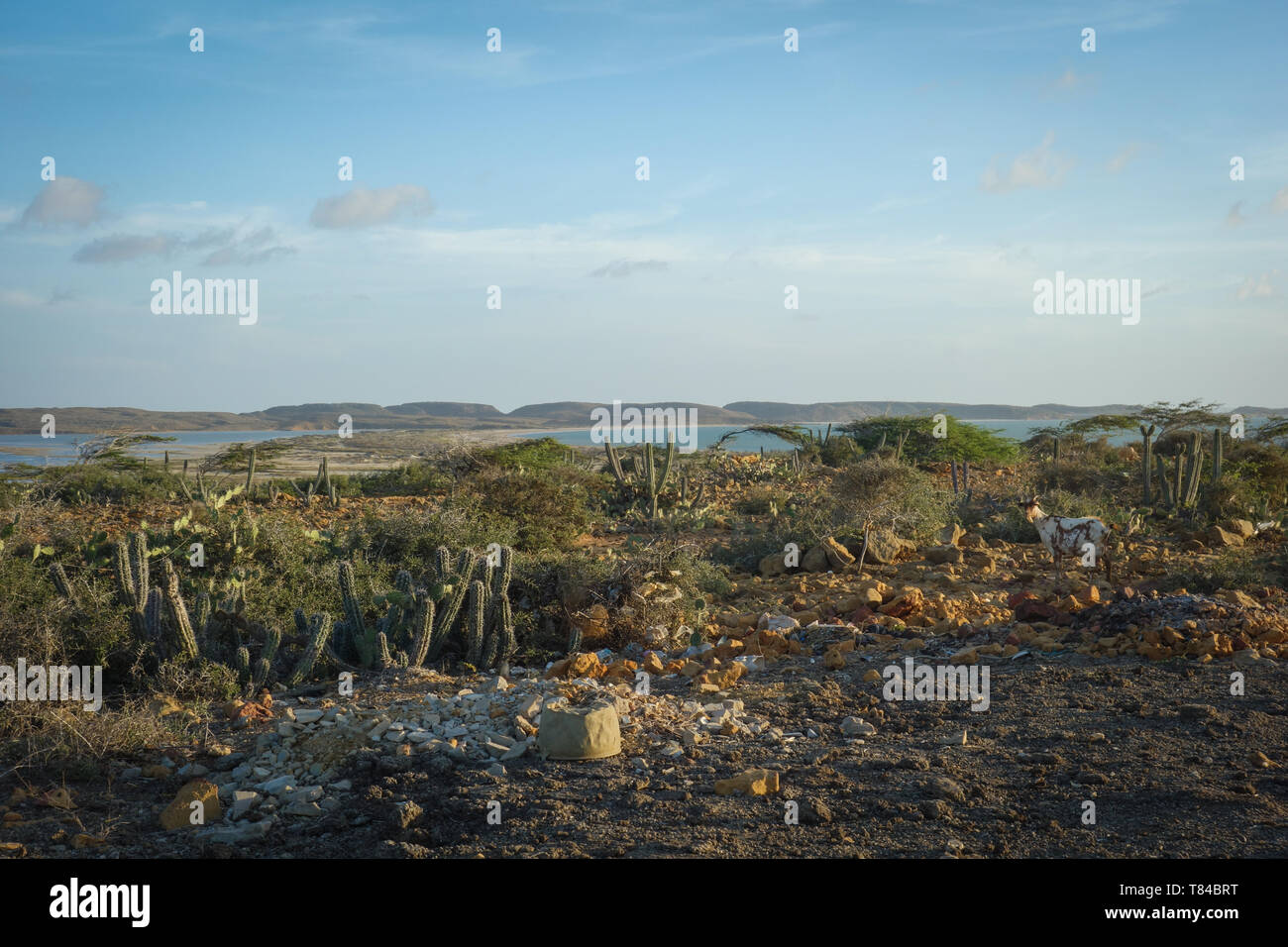 Ziege und Kakteen in der Nähe von Punta Gallinas in La Guajira, Kolumbien Stockfoto