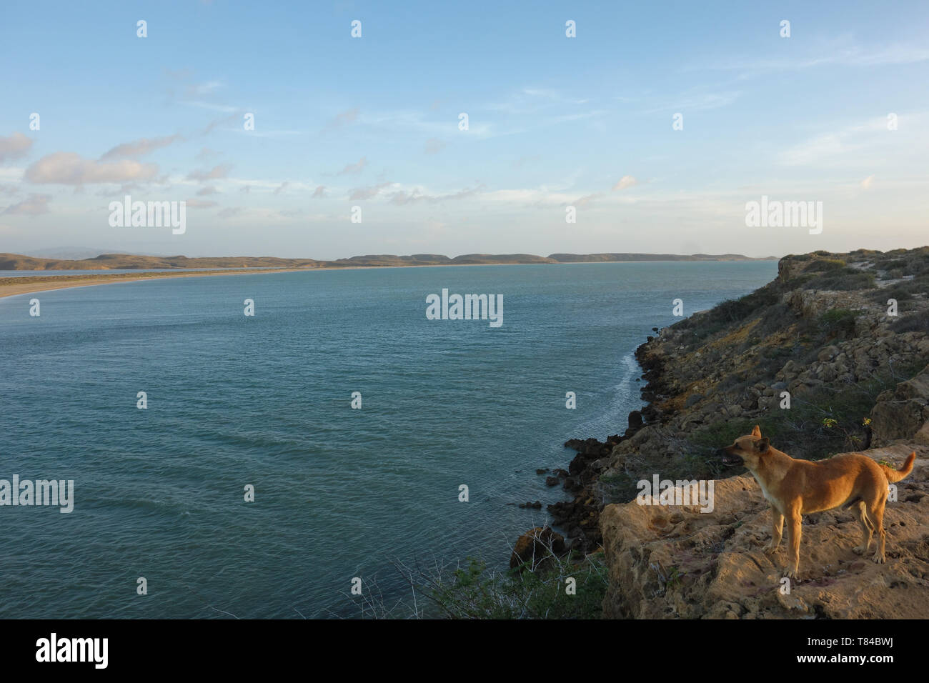 Panorama Ansicht auf einer flachen Strecke von Wasser mit einem neugierigen Hund in der Nähe von Punta Gallinas in La Guajira, Kolumbien Stockfoto