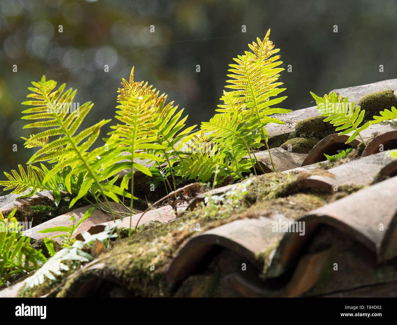 Farne Auf Dem Dach Stockfotos und bilder Kaufen Alamy
