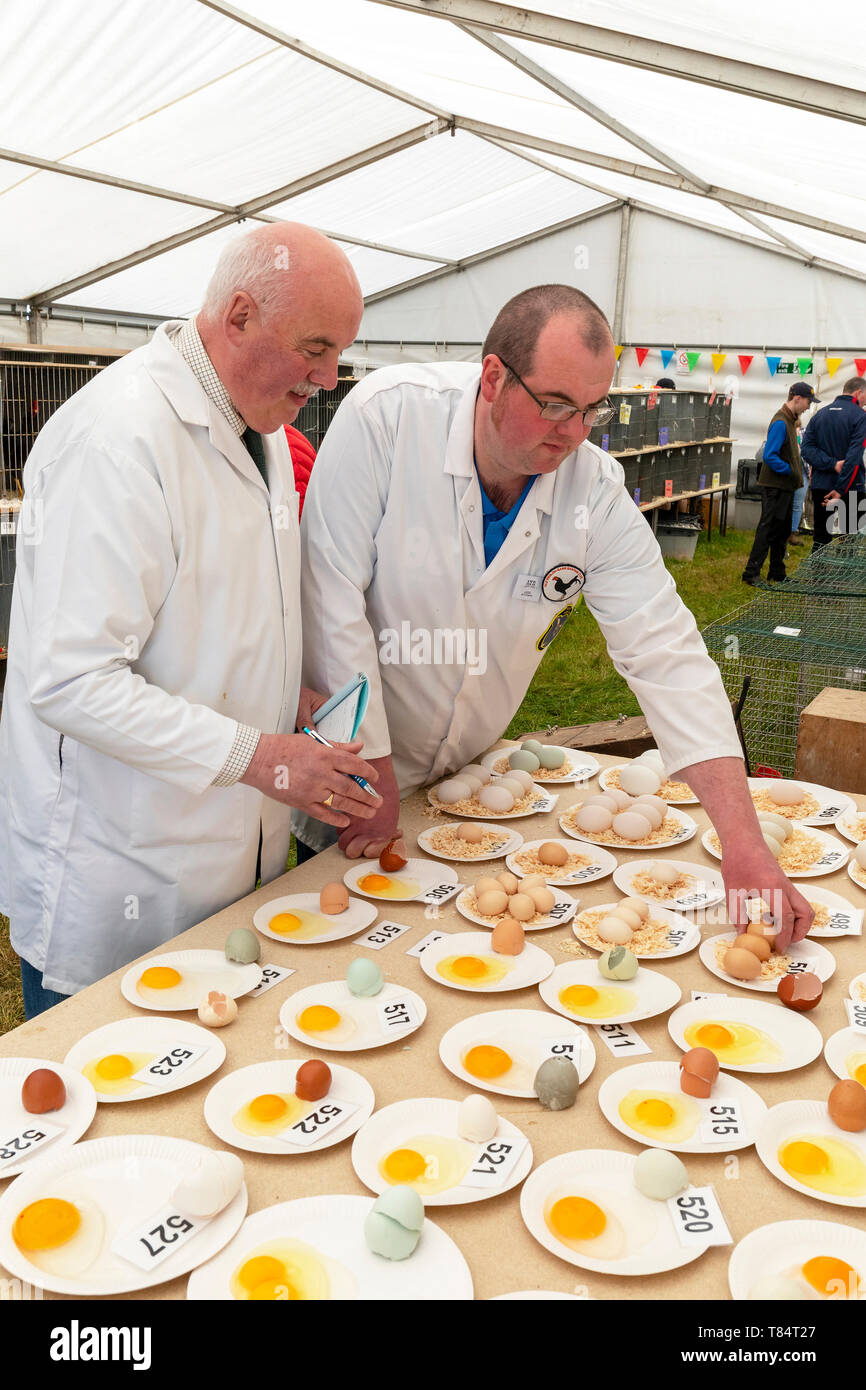 Ayr, Schottland, Großbritannien, 11. Mai 2019. Die jährlichen Ayr County Show mit allen Aspekten der Landwirtschaft und Landleben war auf dem Gelände des Ayr Racecourse an einem sonnigen Frühlingstag gehalten und wurde von Tausenden von Zuschauern und Konkurrenten aus ganz Großbritannien besucht. Wettbewerbe enthalten" Schlepper des Teams Krieg' von jungen Landwirten Gruppen, Vieh und Geflügel zu urteilen Wettbewerb durch eine Reihe von internationalen Richtern beurteilt. Credit: Findlay/Alamy leben Nachrichten Stockfoto