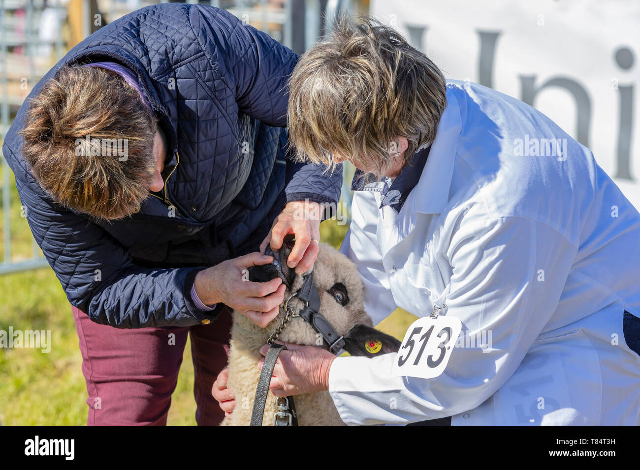 Ayr, Schottland, Großbritannien, 11. Mai 2019. Die jährlichen Ayr County Show mit allen Aspekten der Landwirtschaft und Landleben war auf dem Gelände des Ayr Racecourse an einem sonnigen Frühlingstag gehalten und wurde von Tausenden von Zuschauern und Konkurrenten aus ganz Großbritannien besucht. Wettbewerbe enthalten" Schlepper des Teams Krieg' von jungen Landwirten Gruppen, Vieh und Geflügel zu urteilen Wettbewerb durch eine Reihe von internationalen Richtern beurteilt. Credit: Findlay/Alamy leben Nachrichten Stockfoto