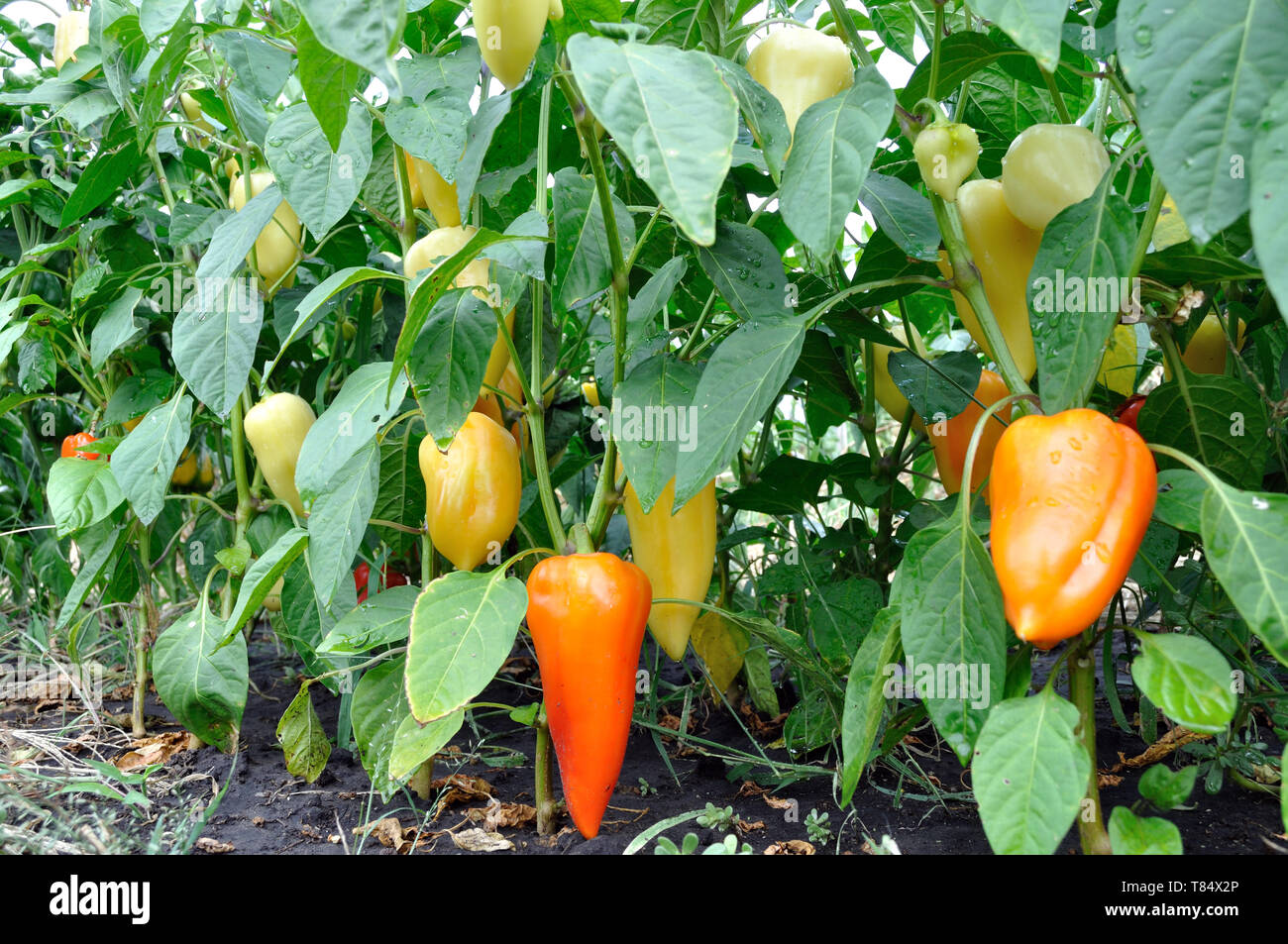 In der Nähe von reifenden Pfeffer in der Gemüsegarten im organischen Pfeffer Plantage Stockfoto