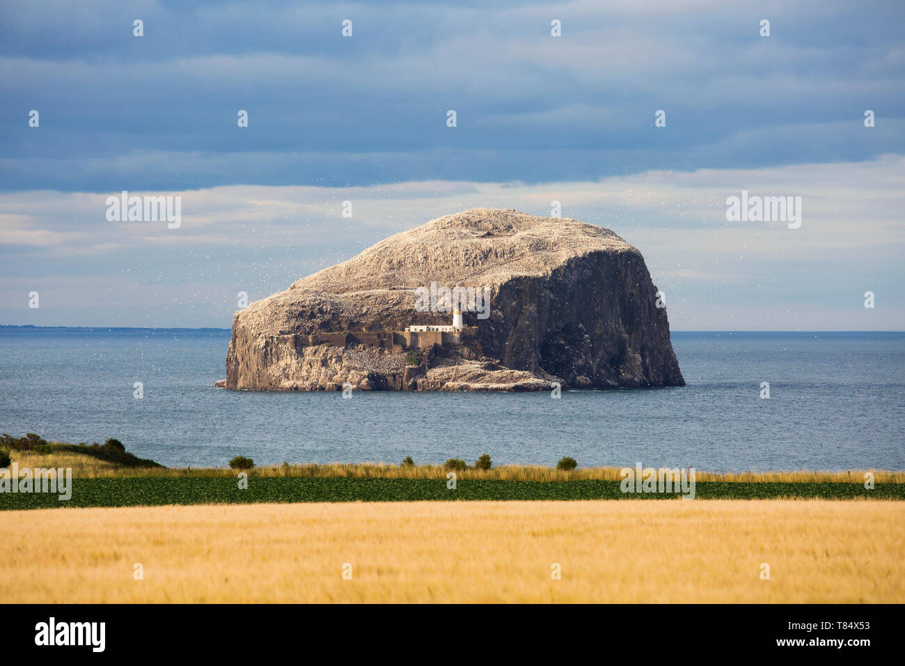 North Berwick, East Lothian, Schottland. Blick über die Felder zu den Bass Rock, eine steile vulkanische Insel in die Firth-of-Forth, Abend. Stockfoto