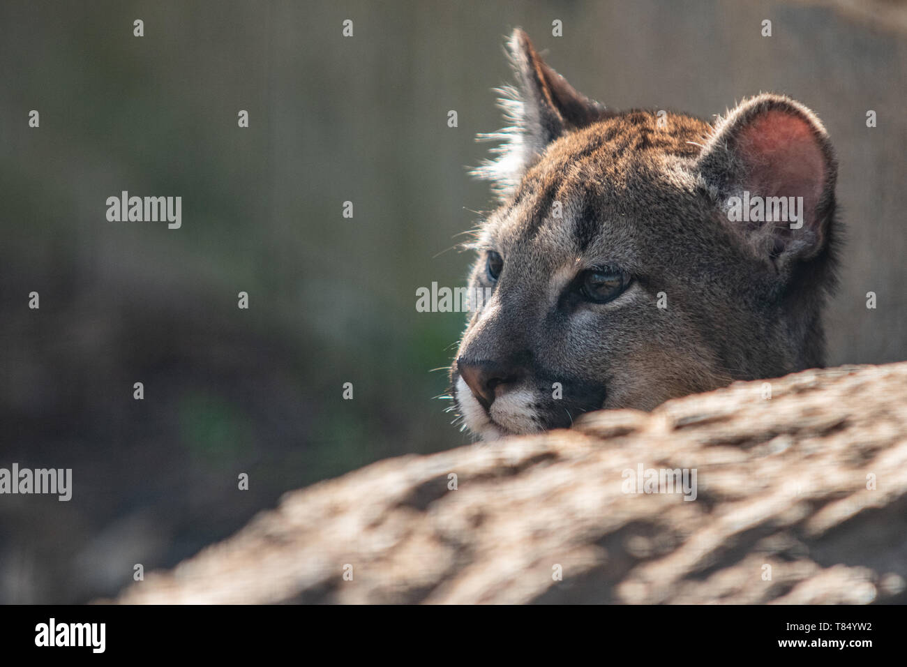 Puma katze tier -Fotos und -Bildmaterial in hoher Auflösung – Alamy