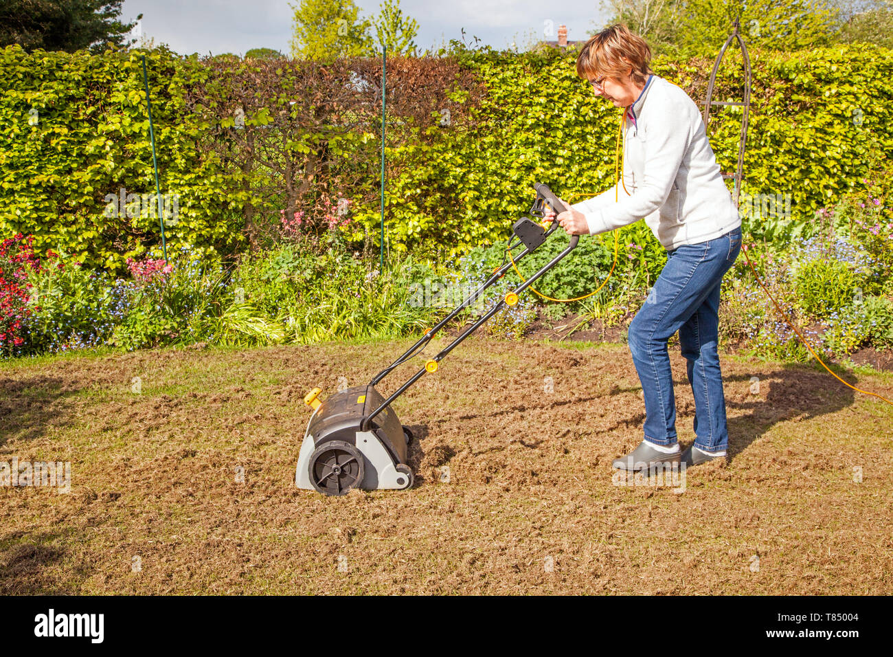 Frau person Vertikutieren/Harken ein Rasen mit einem elektrisch betriebenen  Rasen Vertikutierer in einem englischen Country Garden England  Großbritannien Stockfotografie - Alamy