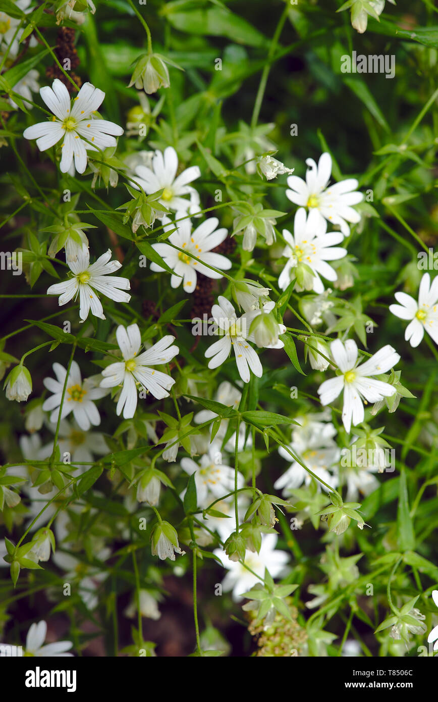 Bush weiß stellate Blumen (Stellaria, Caryophyllaceae) oder vogelmiere Stockfoto