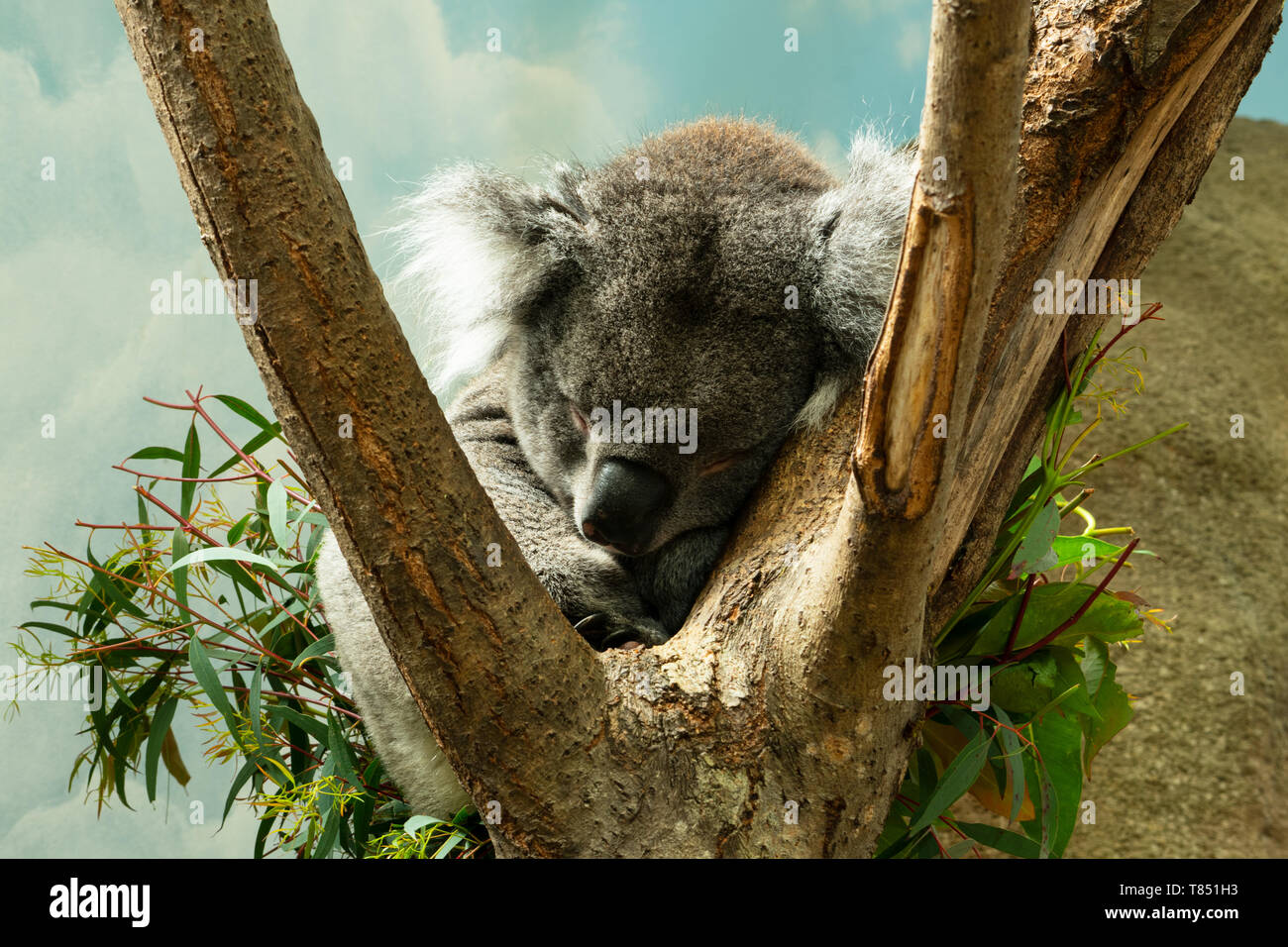 Schlafenden Koala in Longleat Safari Park Stockfoto