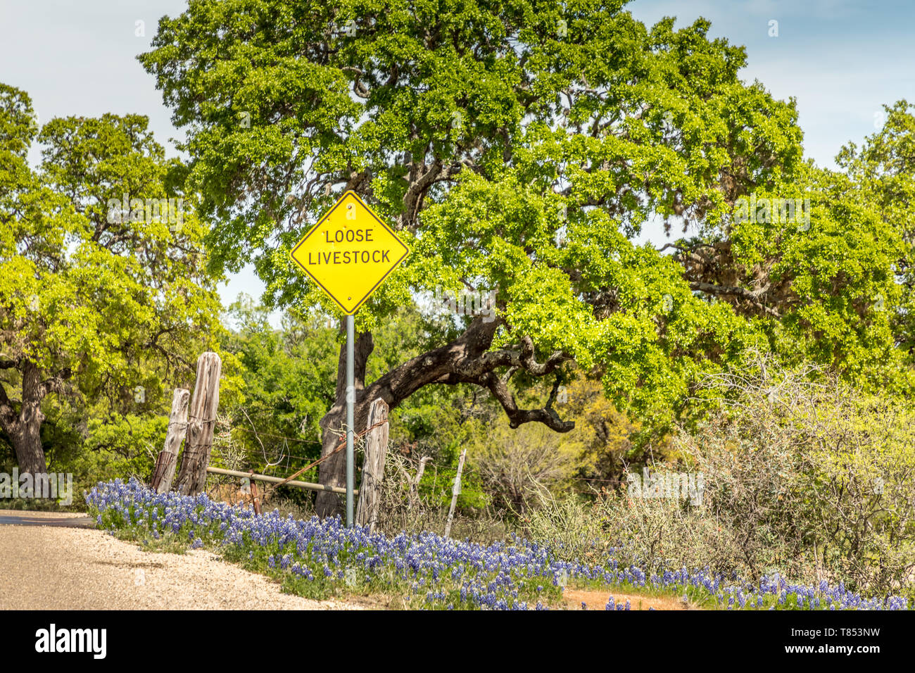 Willow City Loop, Texan Landschaft mit Vorzeichen Vieh Stockfoto