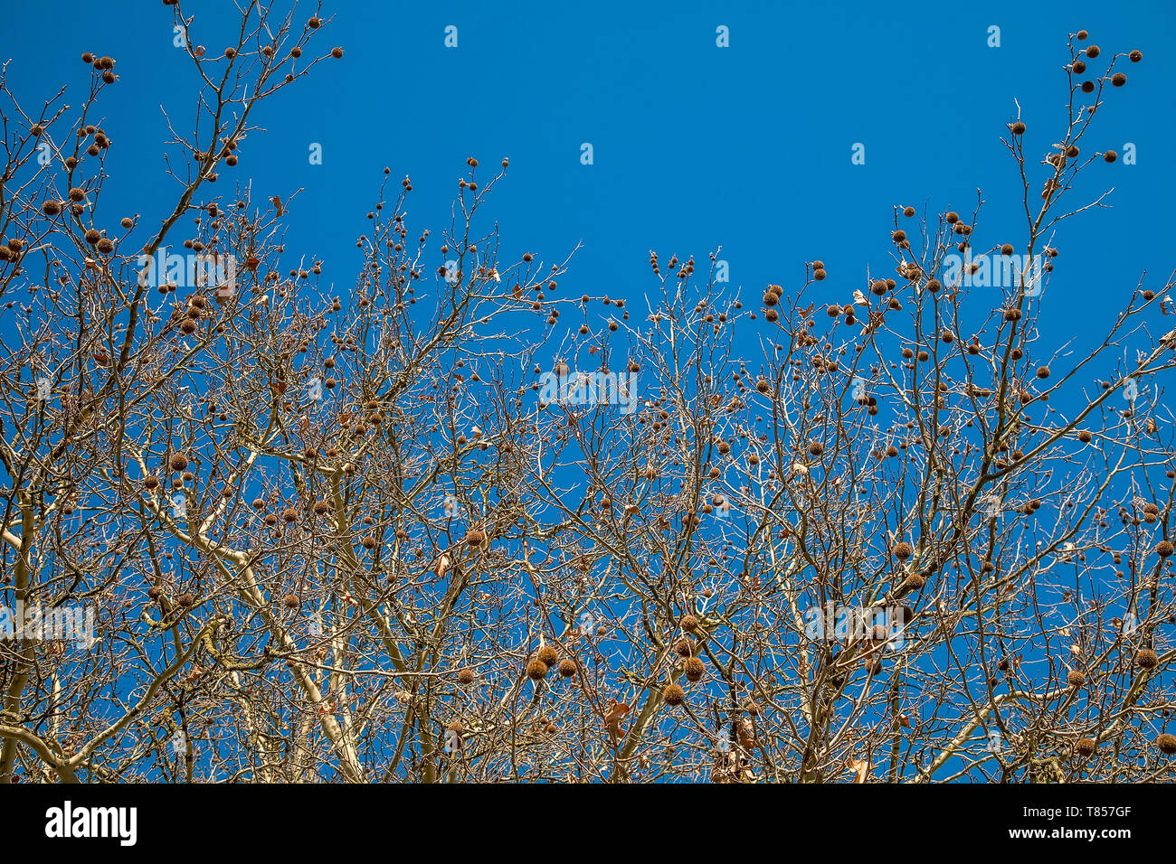 Niederlassungen der trockenen Baum mit trockenen Früchte ohne Blätter vor blauem Himmel an einem sonnigen Tag im Frühling Stockfoto