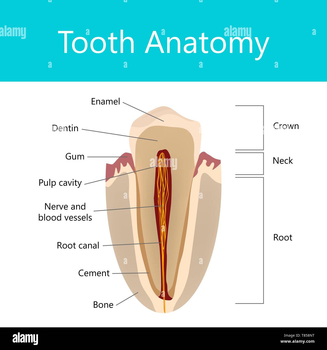 Zahn Anatomie, Abbildung Stockfoto