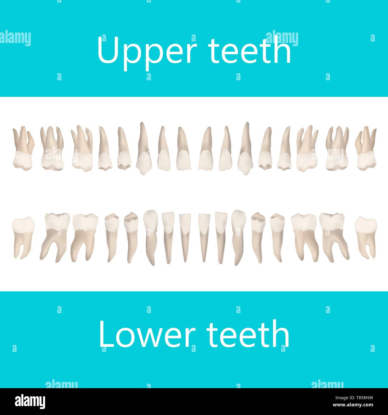 Obere und untere Erwachsenenzähne, Abbildung Stockfoto
