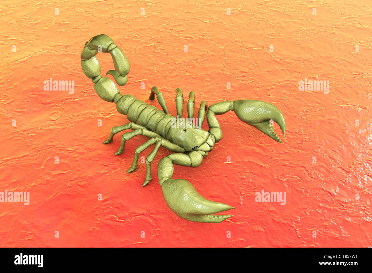 Scorpion, Abbildung Stockfoto