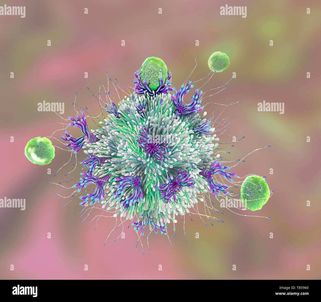 T-Bindung des Antigens, Abbildung Stockfoto