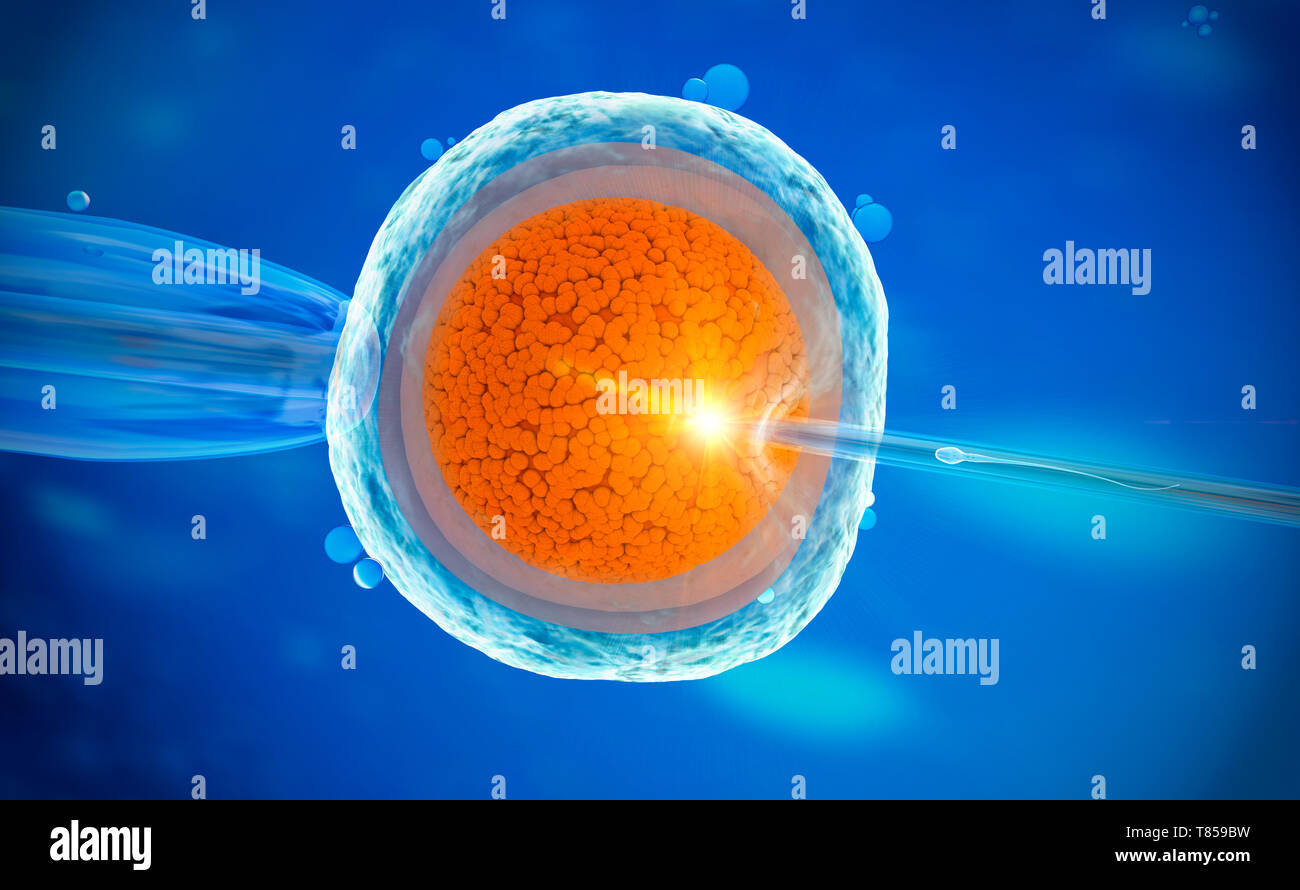In-vitro-Fertilisation, Abbildung Stockfoto