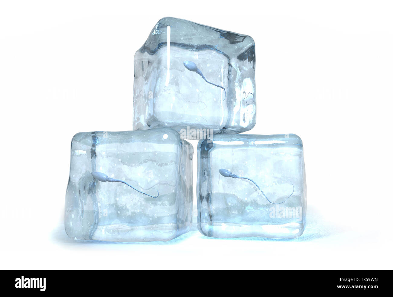 Samenfaden Fotos und Bildmaterial in hoher Auflösung Alamy