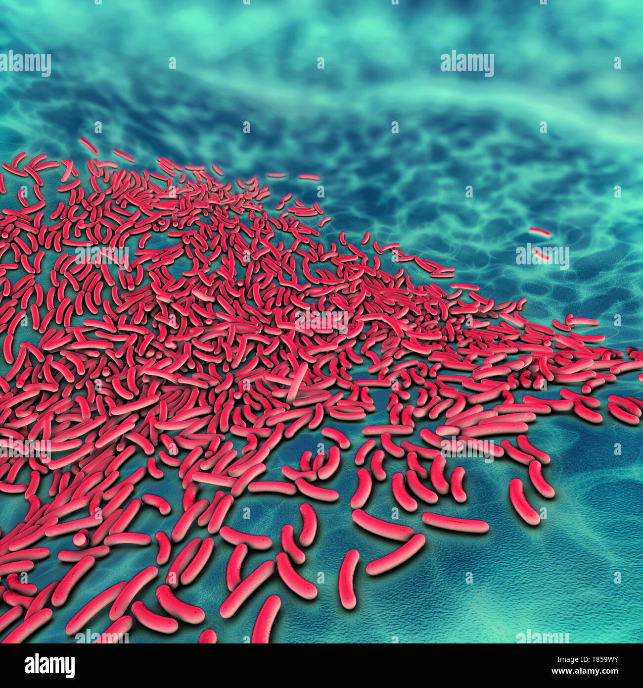 Bakterien, Abbildung Stockfoto