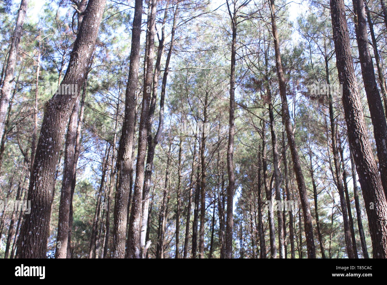 Hutan Pinus Stockfoto