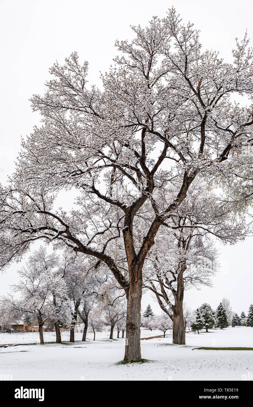 Fremont Cottonwood Bäumen mit federblättern in frischen 09. Mai Frühling Schneesturm; Salida, Colorado, USA Stockfoto