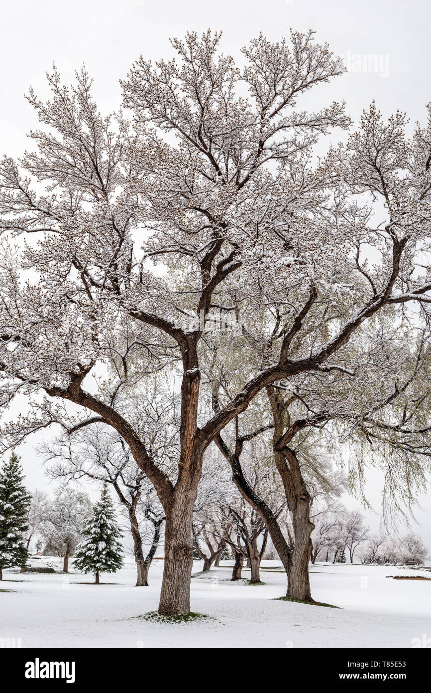 Fremont Cottonwood Bäumen mit federblättern in frischen 09. Mai Frühling Schneesturm; Salida, Colorado, USA Stockfoto