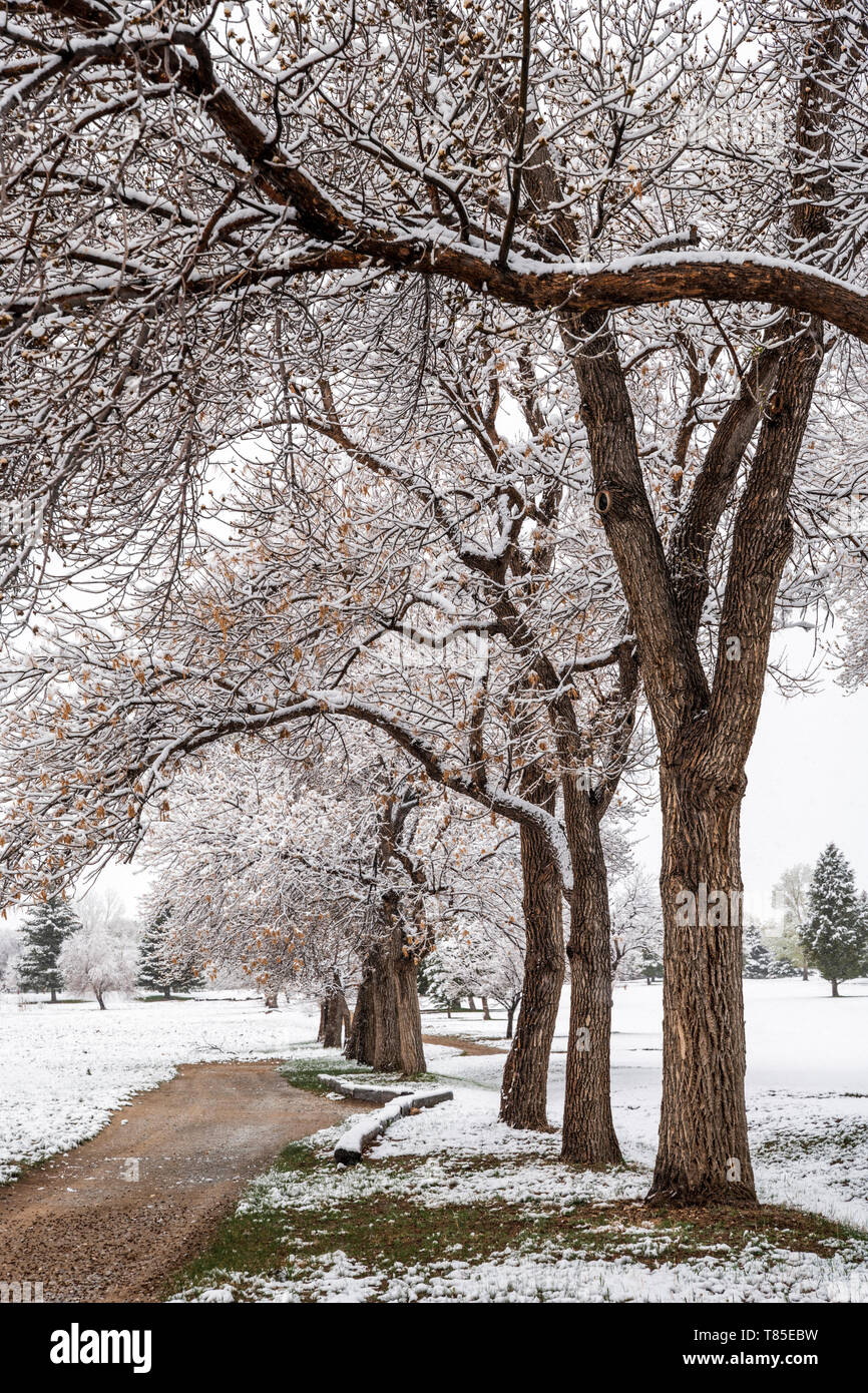 Schmutz weg & Fremont Cottonwood Bäumen mit federblättern in frischen 09. Mai Frühling Schneesturm; Salida, Colorado, USA Stockfoto