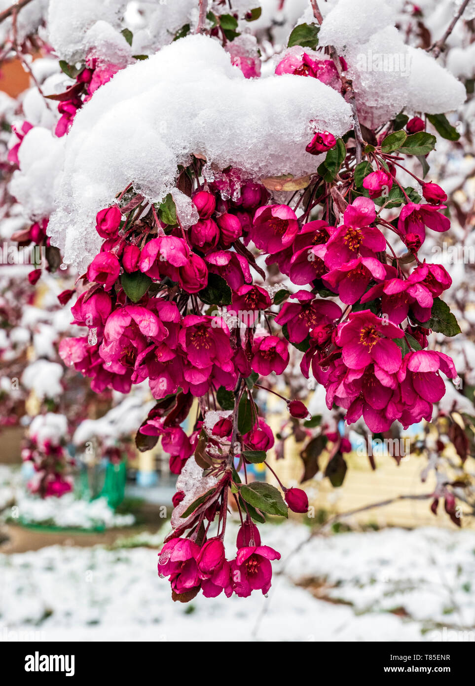 Crab Apple Tree bestäubt mit frischen Frühling Schnee; Salida, Colorado, USA Stockfoto