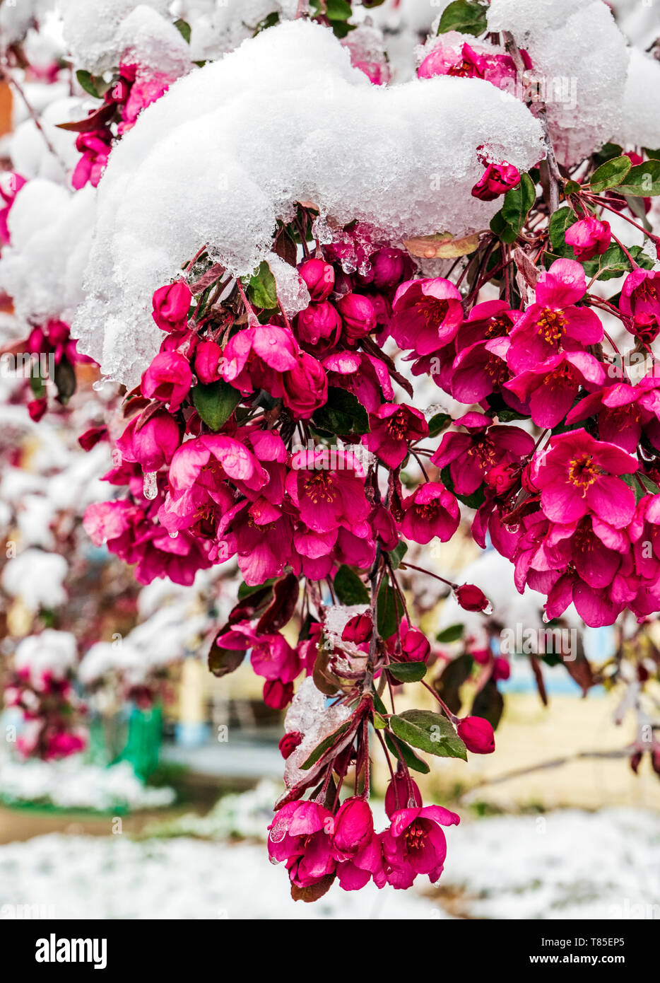 Crab Apple Tree bestäubt mit frischen Frühling Schnee; Salida, Colorado, USA Stockfoto