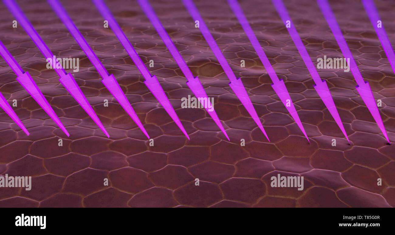 UV-Strahlen durchdringen die Haut, Abbildung Stockfoto