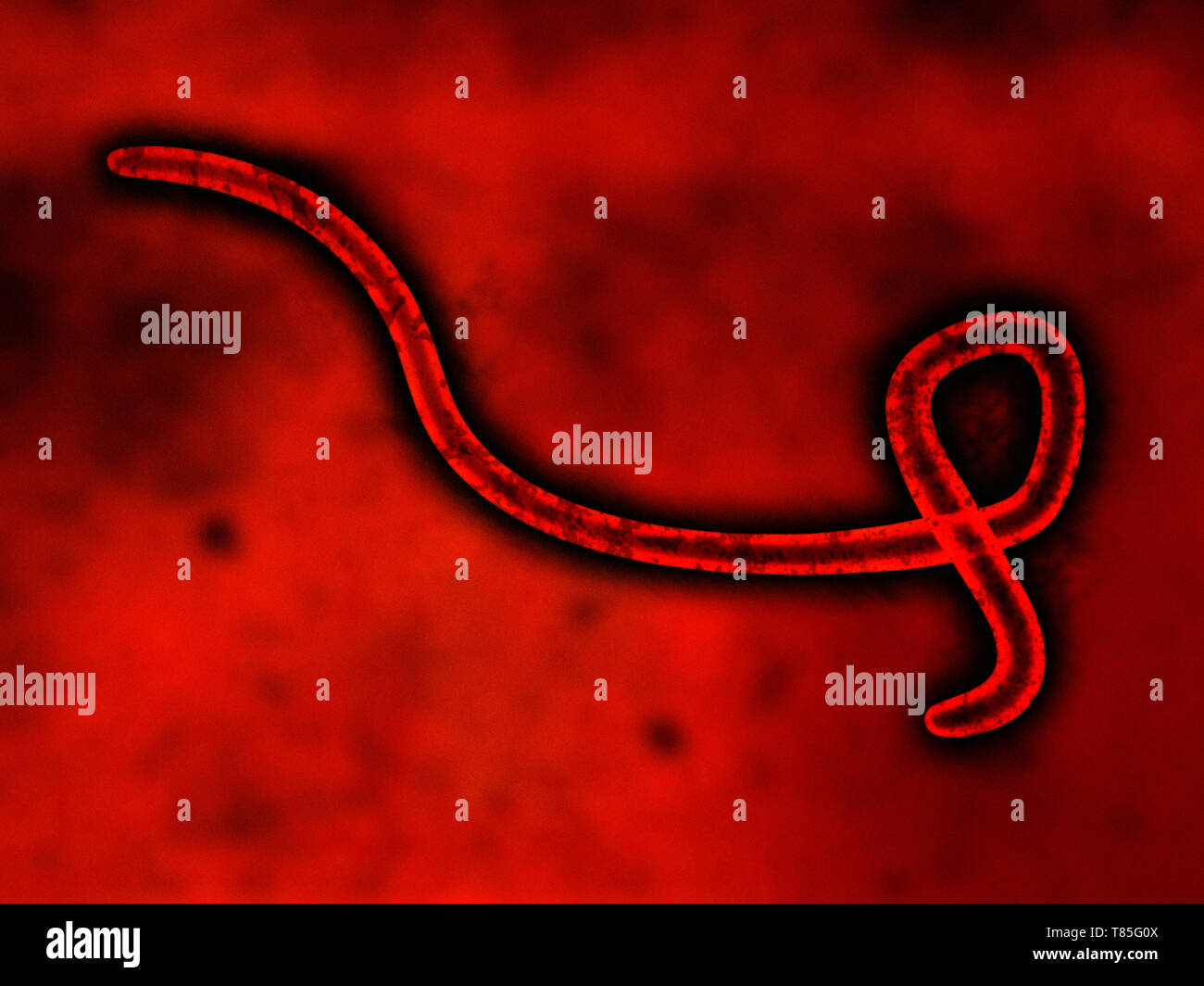 Ebola-Virus, Abbildung Stockfoto