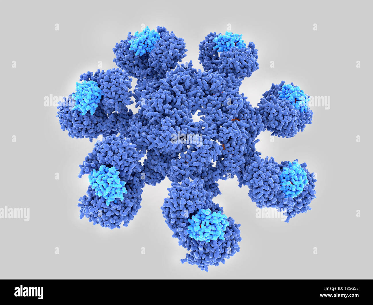 Apoptosome Zelltod Protein, molekulare Modell Stockfoto