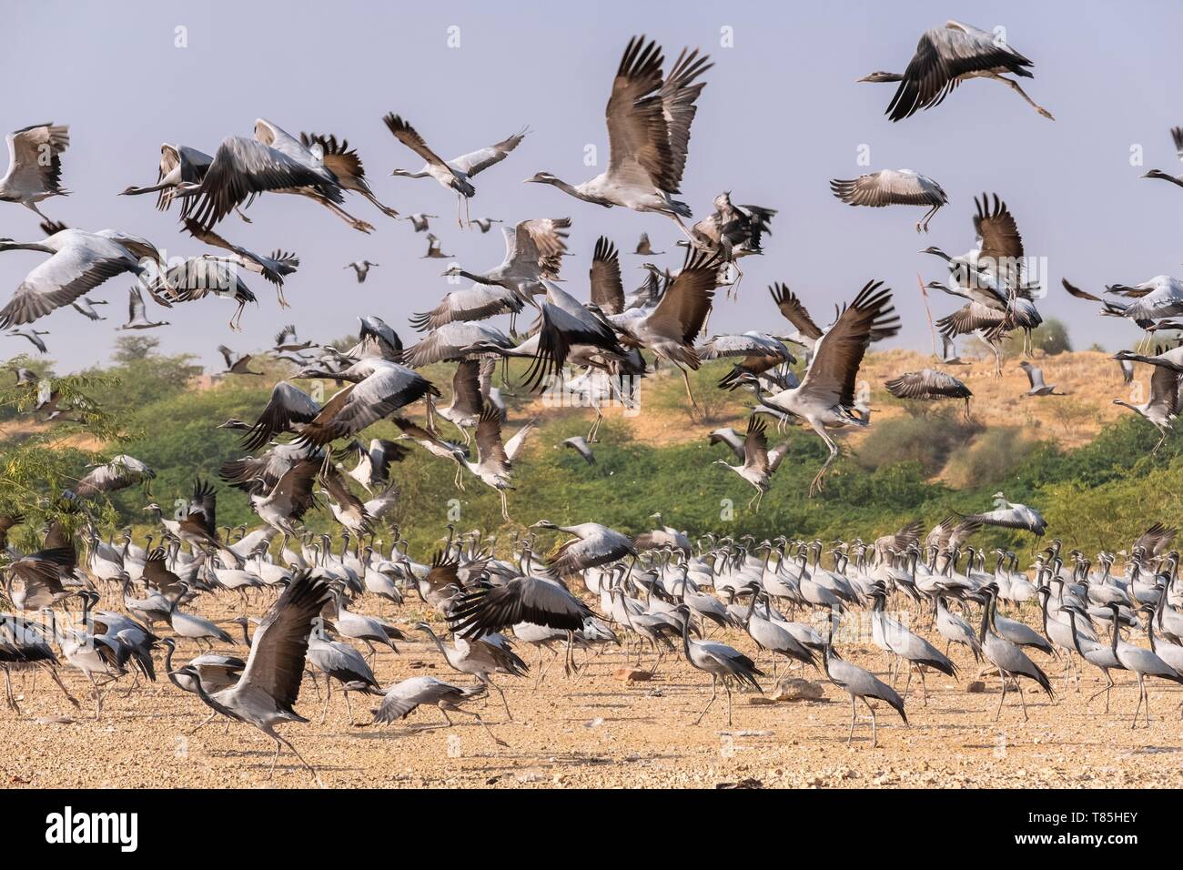 Indien, Rajasthan, Khichan, Dorf am Rande der Wüste Thar und Migration Ort der Tausende von Kranichen (Grus Demoiselles Jungfrau) aus Sibirien Stockfoto