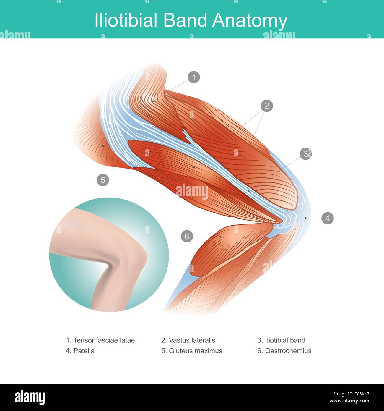 Die Iliotibial Band ist eine Längs faserige Verstärkung der Fascia lata in einem Knie Muskel. Teil der Anatomie des menschlichen Körpers. Abbildung. Stock Vektor