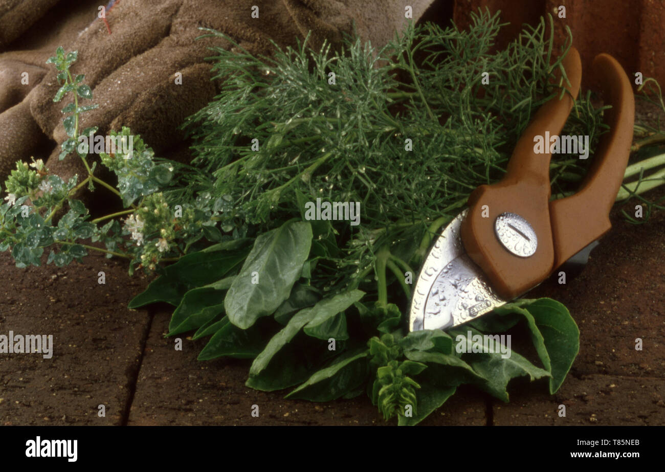 Frisch gepflückte Garten Kräuter, Majoran, Basilikum und SOUTHERNWOOD (ARTEMISIA ABROTANUM) Stockfoto