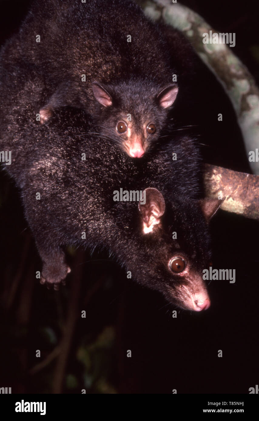 ERWACHSENE UND JUNGE JOEY MOUNTAIN BRUSHTAIL POSSUMS (TRICHOSURUS CUNNINGHAMI) BEI NACHT IM LAMINGTON NATIONAL PARK, QUEENSLAND, AUSTRALIEN. Stockfoto