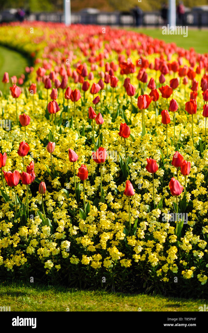Buckingham palace garten blumen Fotos und Bildmaterial in hoher