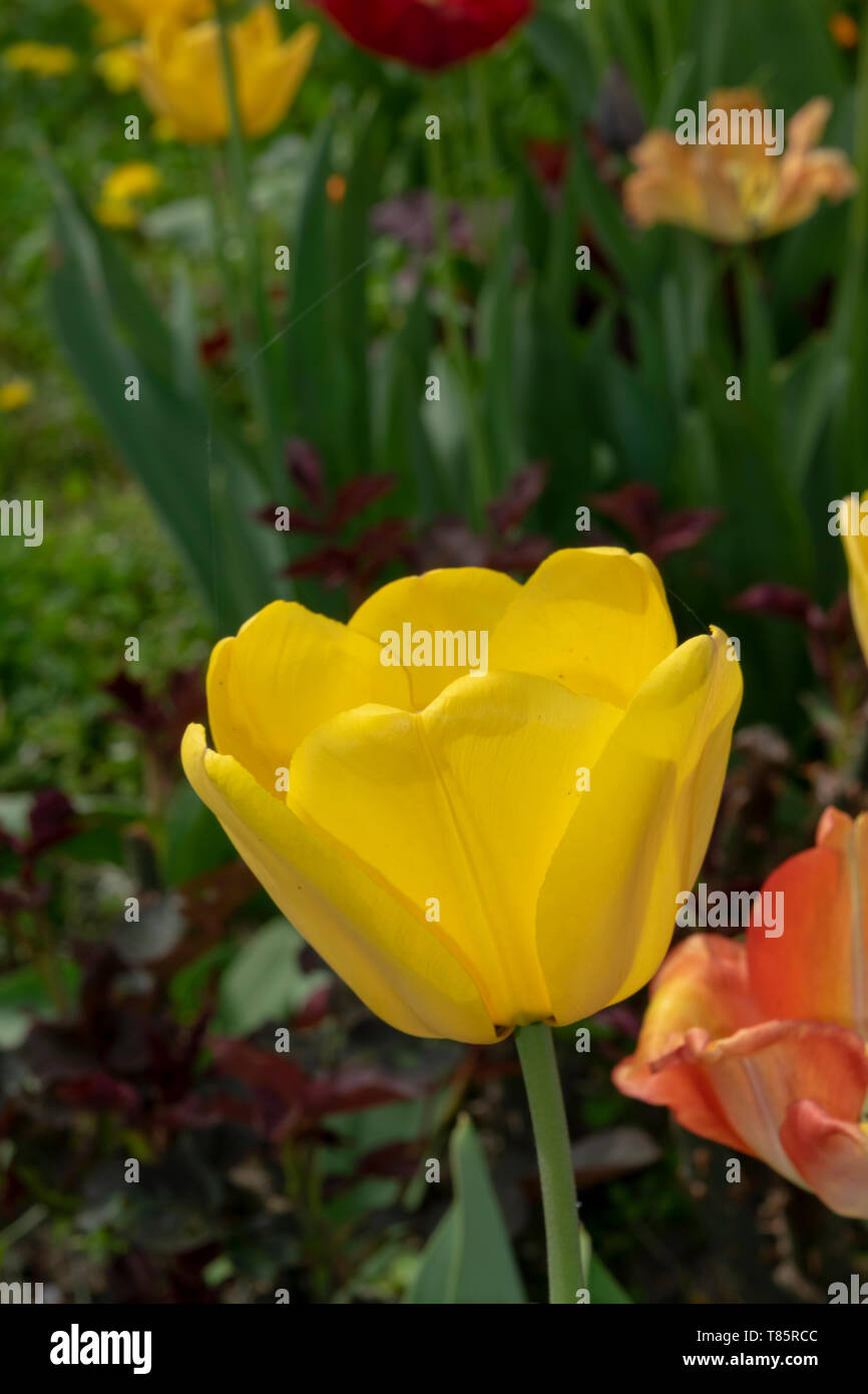 Tulpen (Tulipa) lat. Stockfoto