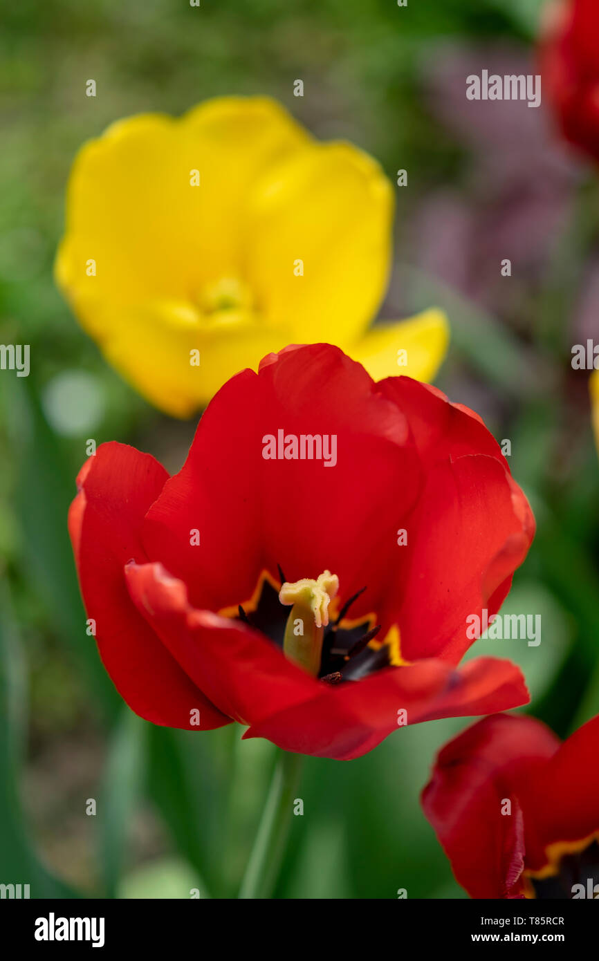 Tulpen (Tulipa) lat. Stockfoto