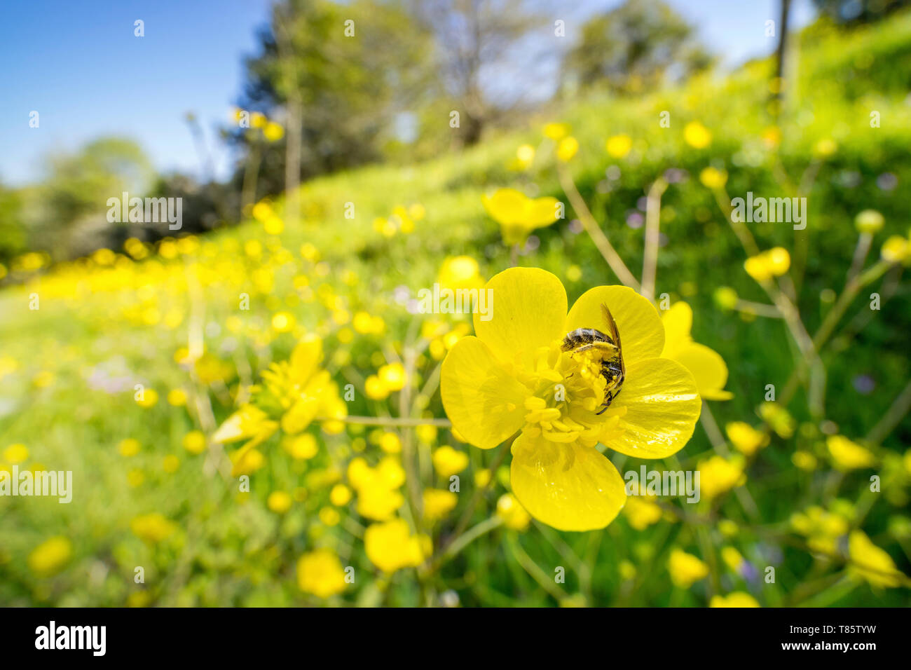 Schweiß Biene keine buttercup Blume Stockfoto