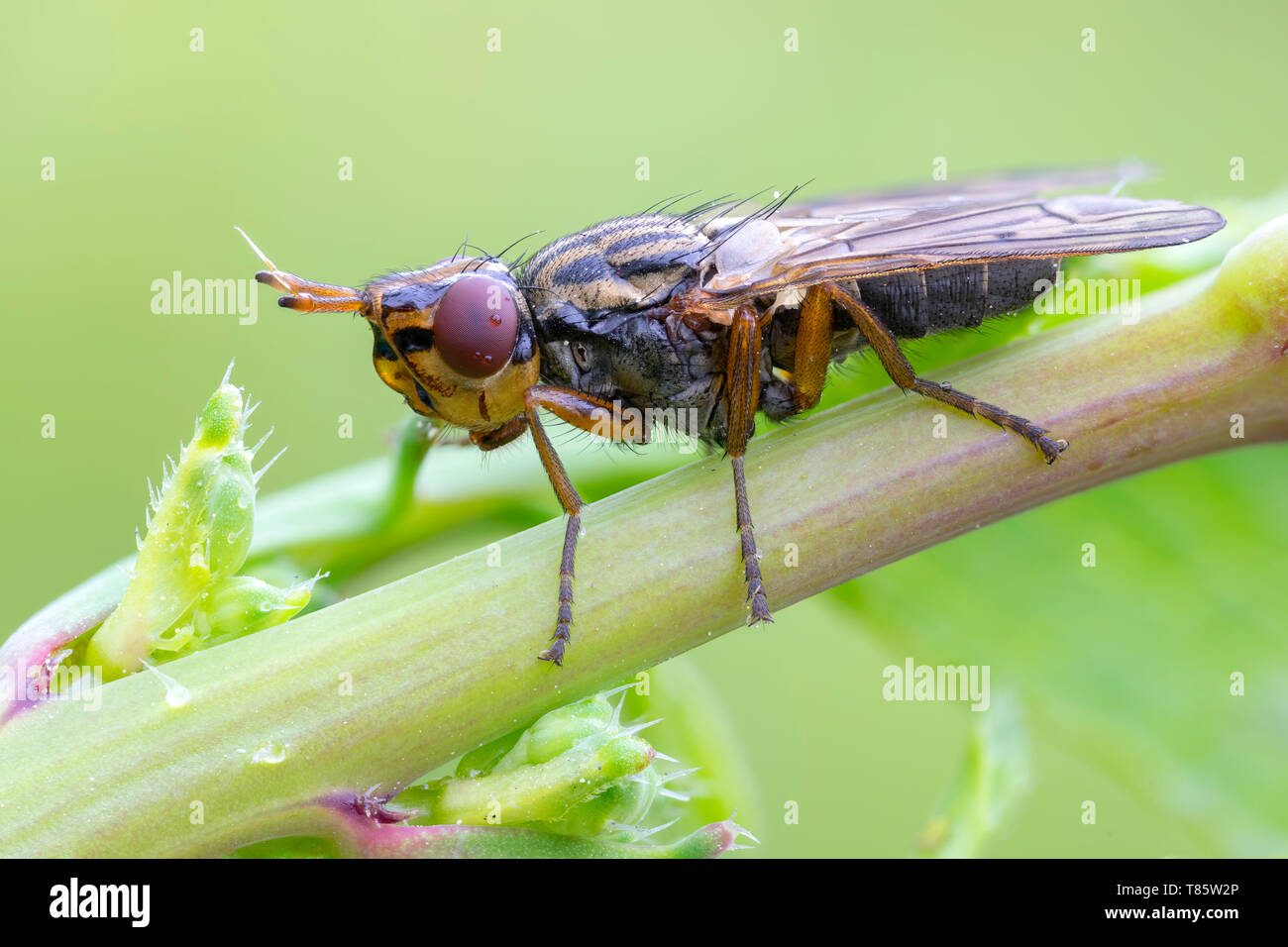 Bild-winged Fliegen Stockfoto