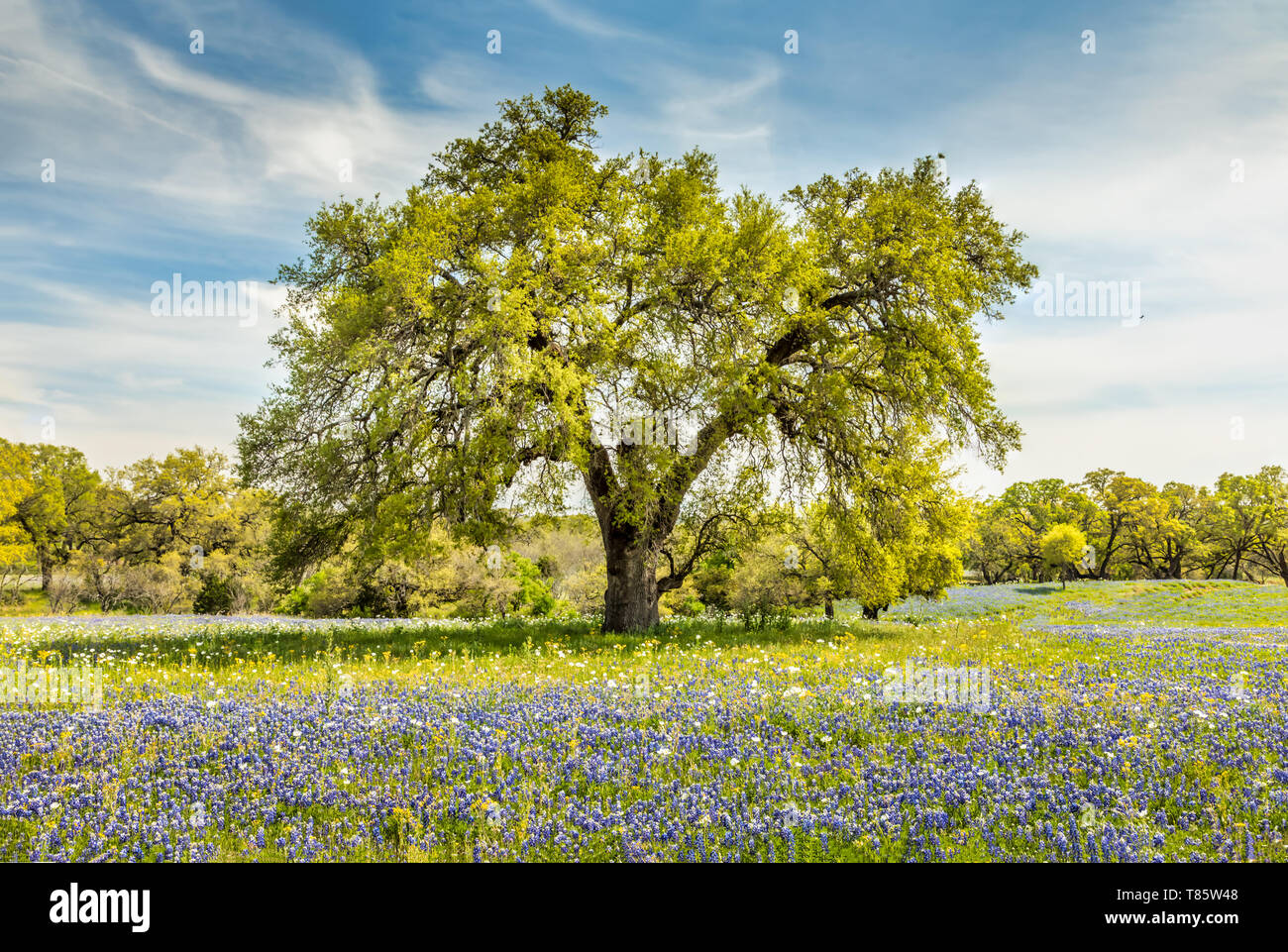 Willow City Loop, Texan Frühling Landschaft mit blauen Mützen Stockfoto